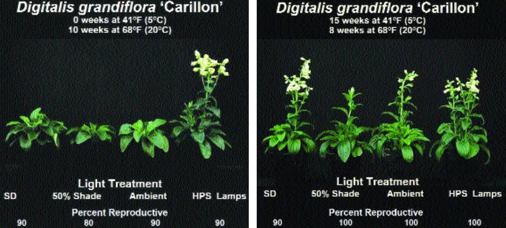 Improving perennial flower (Vernalization part 5) fig2